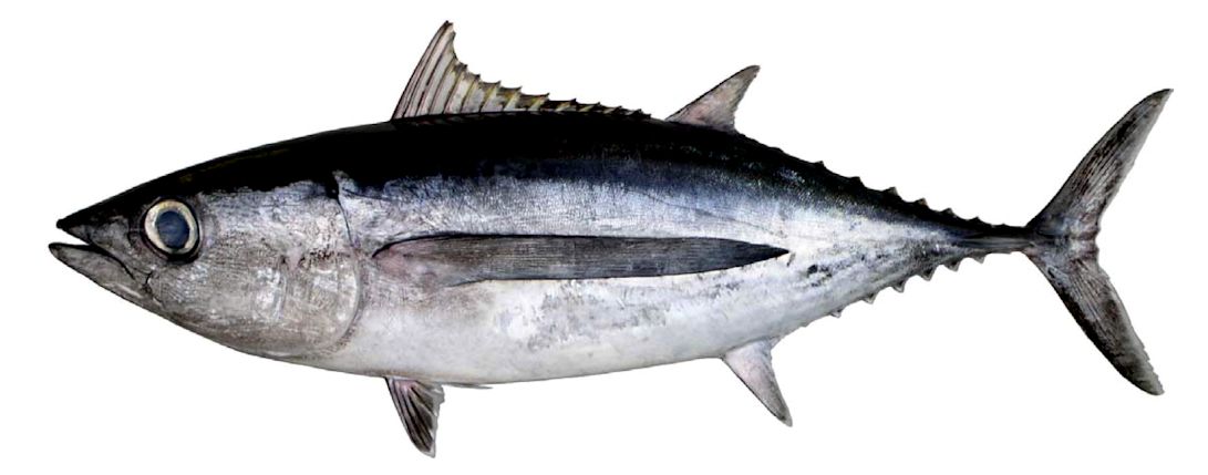 Thunnus alalunga_04.jpg